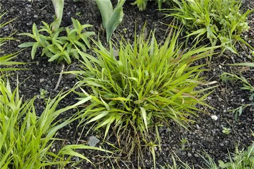 Japanisches Berggras - Hakonechloa macra