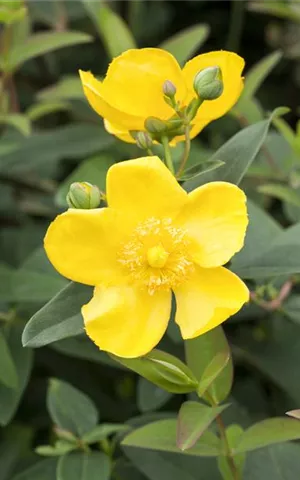 Hypericum 'Hidcote'