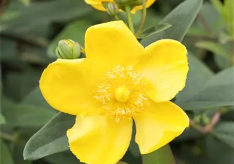 Hypericum 'Hidcote' - Großblumiges Johanniskraut 'Hidcote'