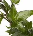 Gemeiner Efeu - Hedera helix - Bodendecker