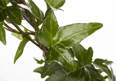 Hedera helix - Bodendecker - Gemeiner Efeu