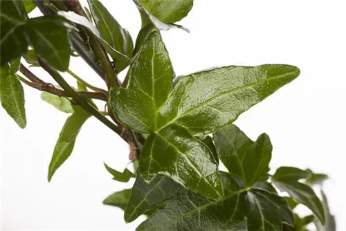 Gemeiner Efeu - Hedera helix - Bodendecker