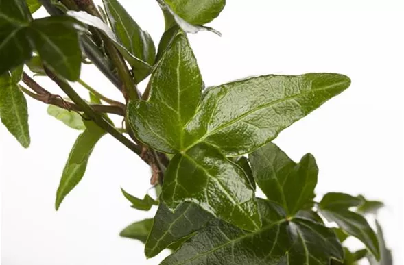 Hedera helix - Bodendecker