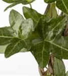 Gemeiner Efeu - Hedera helix - Bodendecker