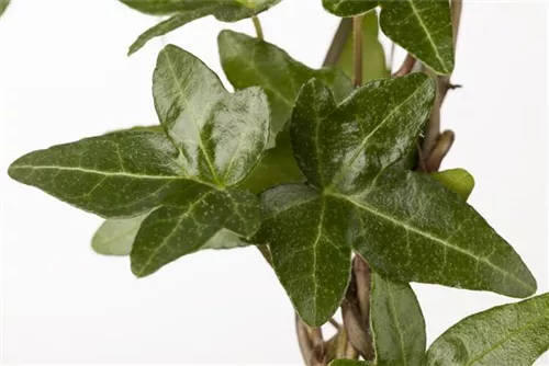 Gemeiner Efeu - Hedera helix - Bodendecker