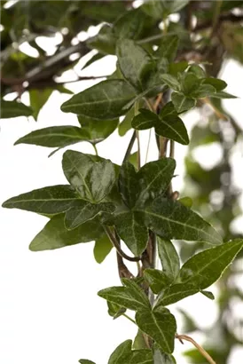 Gemeiner Efeu - Hedera helix - Bodendecker