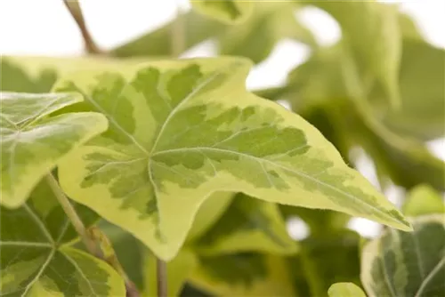 Gemeiner Efeu - Hedera helix - Bodendecker