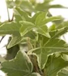 Gemeiner Efeu - Hedera helix - Bodendecker