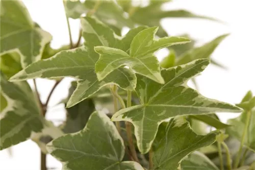 Gemeiner Efeu - Hedera helix - Bodendecker