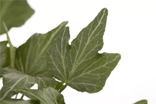 Gemeiner Efeu - Hedera helix - Bodendecker