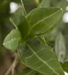 Gemeiner Efeu - Hedera helix - Bodendecker