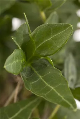 Gemeiner Efeu - Hedera helix - Bodendecker