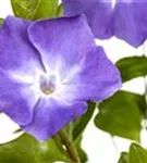 Immergrün 'Bowles' - Vinca minor 'Bowles'