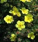 Niedriger Fingerstrauch 'Elizabeth' - Potentilla 'Elizabeth'