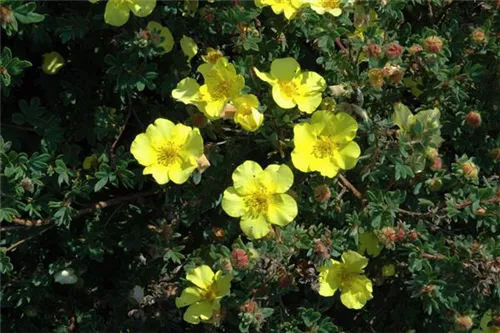 Niedriger Fingerstrauch 'Elizabeth' - Potentilla 'Elizabeth'