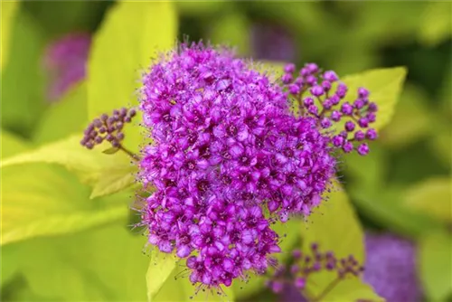 Japanspiere 'Golden Princess' - Spiraea japonica 'Golden Princess'