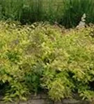 Japanspiere 'Golden Princess' - Spiraea japonica 'Golden Princess'