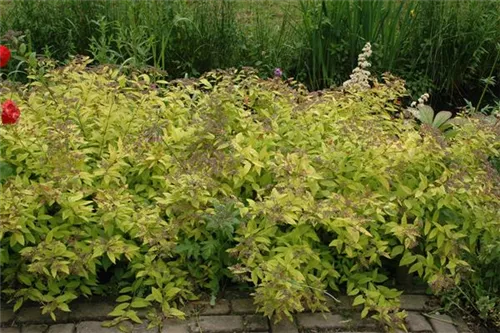 Japanspiere 'Golden Princess' - Spiraea japonica 'Golden Princess'