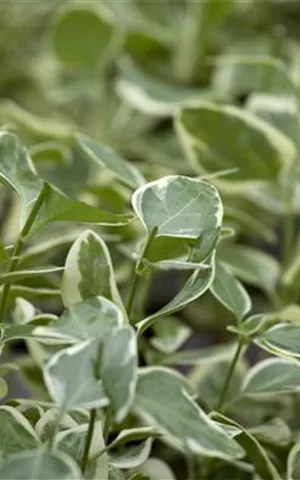 Vinca major 'Variegata'