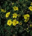 Fingerstrauch 'Goldteppich' - Potentilla 'Goldteppich'