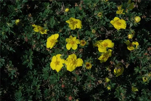 Fingerstrauch 'Goldteppich' - Potentilla 'Goldteppich'