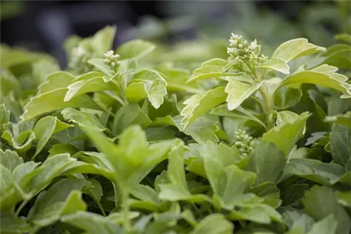 Schattengrün,Dickmännchen - Pachysandra terminalis