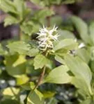 Schattengrün,Dickmännchen - Pachysandra terminalis