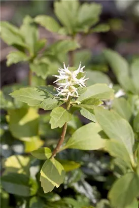 Schattengrün,Dickmännchen - Pachysandra terminalis