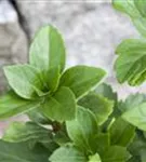 Schattengrün,Dickmännchen - Pachysandra terminalis