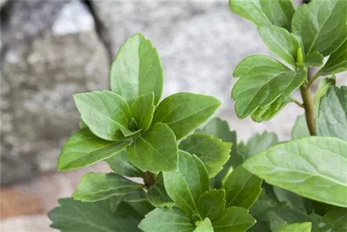 Schattengrün,Dickmännchen - Pachysandra terminalis