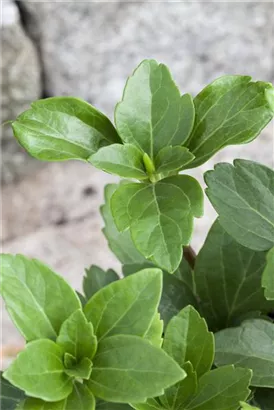 Schattengrün,Dickmännchen - Pachysandra terminalis