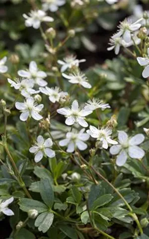 Potentilla tridentata 'Nuuk'