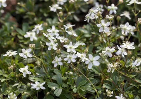 Potentilla tridentata 'Nuuk' - Fingerstrauch 'Nuuk'