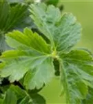 Dreiblättrige Matten-Waldsteinie - Waldsteinia ternata