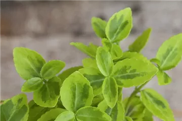 Euonymus - Spindelstrauch