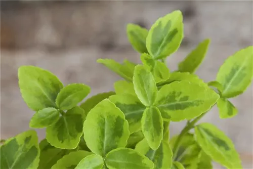 Goldbunte Kriechspindel 'Emerald'n Gold' - Euonymus fortunei 'Emerald'n Gold'