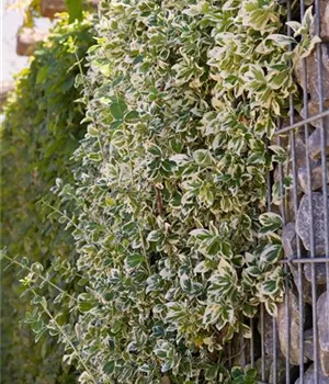 Euonymus fortunei 'Emerald Gaiety'