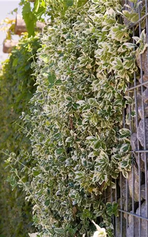 Euonymus fortunei 'Emerald Gaiety'