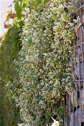 Weißbunte Kriechspindel 'Emerald Gaiety' - Euonymus fortunei 'Emerald Gaiety'