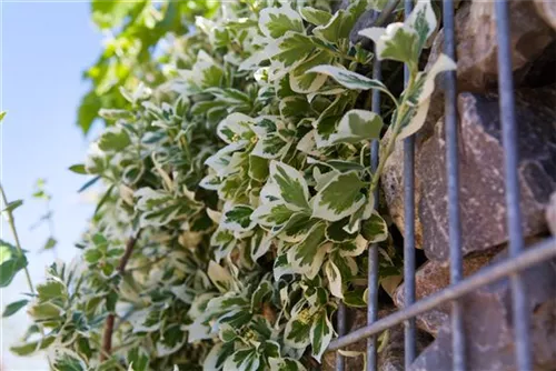 Weißbunte Kriechspindel 'Emerald Gaiety' - Euonymus fortunei 'Emerald Gaiety'