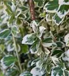 Weißbunte Kriechspindel 'Emerald Gaiety' - Euonymus fortunei 'Emerald Gaiety'