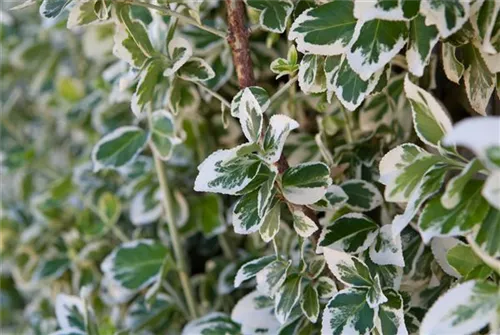 Weißbunte Kriechspindel 'Emerald Gaiety' - Euonymus fortunei 'Emerald Gaiety'