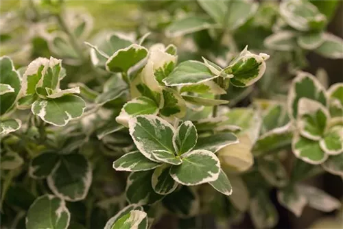 Weißbunte Kriechspindel 'Emerald Gaiety' - Euonymus fortunei 'Emerald Gaiety'