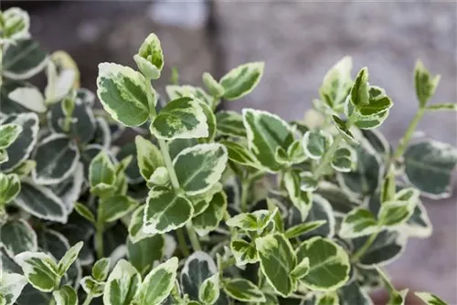 Weißbunte Kriechspindel 'Emerald Gaiety' - Euonymus fortunei 'Emerald Gaiety'