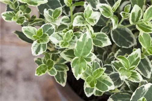 Weißbunte Kriechspindel 'Emerald Gaiety' - Euonymus fortunei 'Emerald Gaiety'