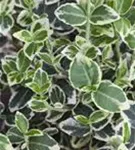 Weißbunte Kriechspindel 'Emerald Gaiety' - Euonymus fortunei 'Emerald Gaiety'