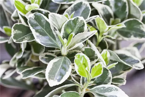 Weißbunte Kriechspindel 'Emerald Gaiety' - Euonymus fortunei 'Emerald Gaiety'