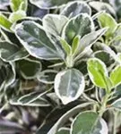 Weißbunte Kriechspindel 'Emerald Gaiety' - Euonymus fortunei 'Emerald Gaiety'