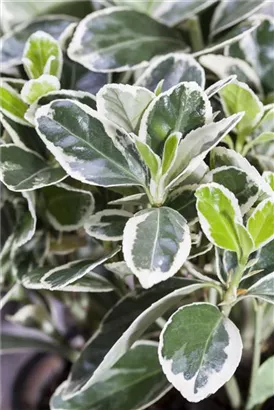 Weißbunte Kriechspindel 'Emerald Gaiety' - Euonymus fortunei 'Emerald Gaiety'