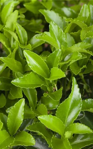 Euonymus fortunei radicans